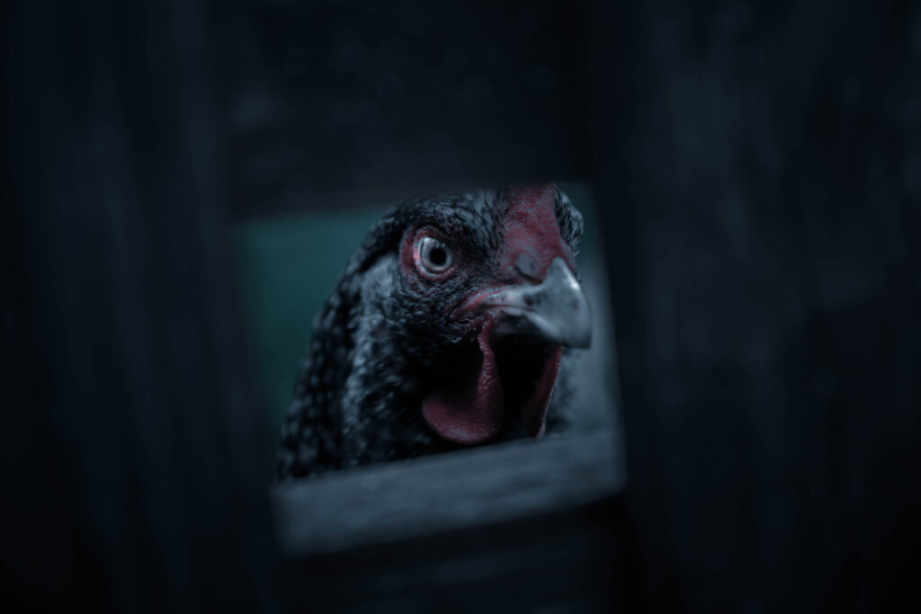 Shooting photo photographe pro suisse Nyon Animalier poule darck ambiance